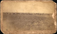 [Cowboys on horseback with a large herd of cattle], L. F. Feagius