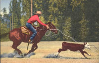 Calf Roping in the Southwest