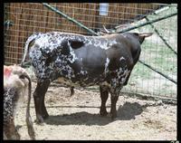 Y O Ranch Auction