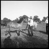 Brislawn donating mustangs/Prior to '69