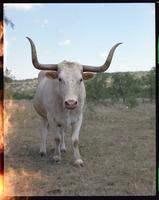 Longhorns