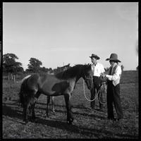 Brislawn donating mustangs/Prior to '69