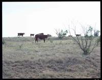 Lambshead Ranch