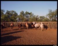 Saddling Up