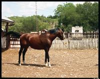 Lambshead Ranch