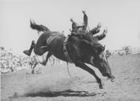 [Cowboy being thrown by horse]