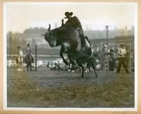 [Cowboy steer riding]