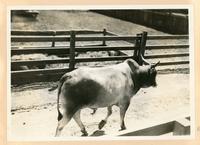 [cow in a corral]