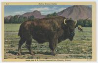 Native Arizona buffalo
