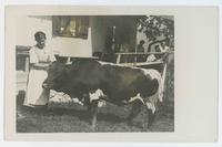 [German woman poses with cow]