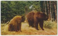 Western brown bear