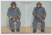 Chimpanzee 'Baldy' in uniform, New York Zoological Park