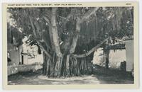 Giant banyan tree, 720 S. Olive St., West Palm Beach, Fla.