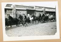 [herd of horses running past a building]