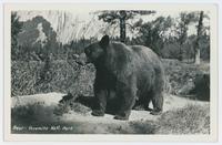 Bear-Yosemite Nat'l Park