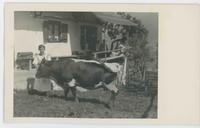 [German woman poses with cow]
