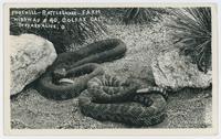 Foothill rattlesnake farm, Highway #40, Colfax, Cal.