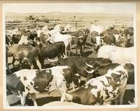 [photograph of a herd of cattle in a corral]