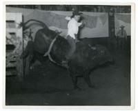 Bull # 7 Baton Rouge, La.