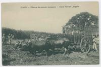 Haiti--Cane field at Leogane