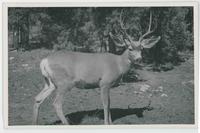 [Male deer with antlers]