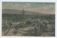 A desert scene, Tucson, Arizona