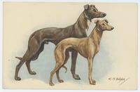 Greyhound and whippet