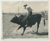 [Shellenberger steer riding]