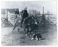 [Cowboy on a cutting horse cutting a calf with the assistance of a dog]