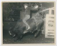 Bull No. 36 N.Y., N.Y.