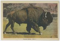 Canadian buffalo