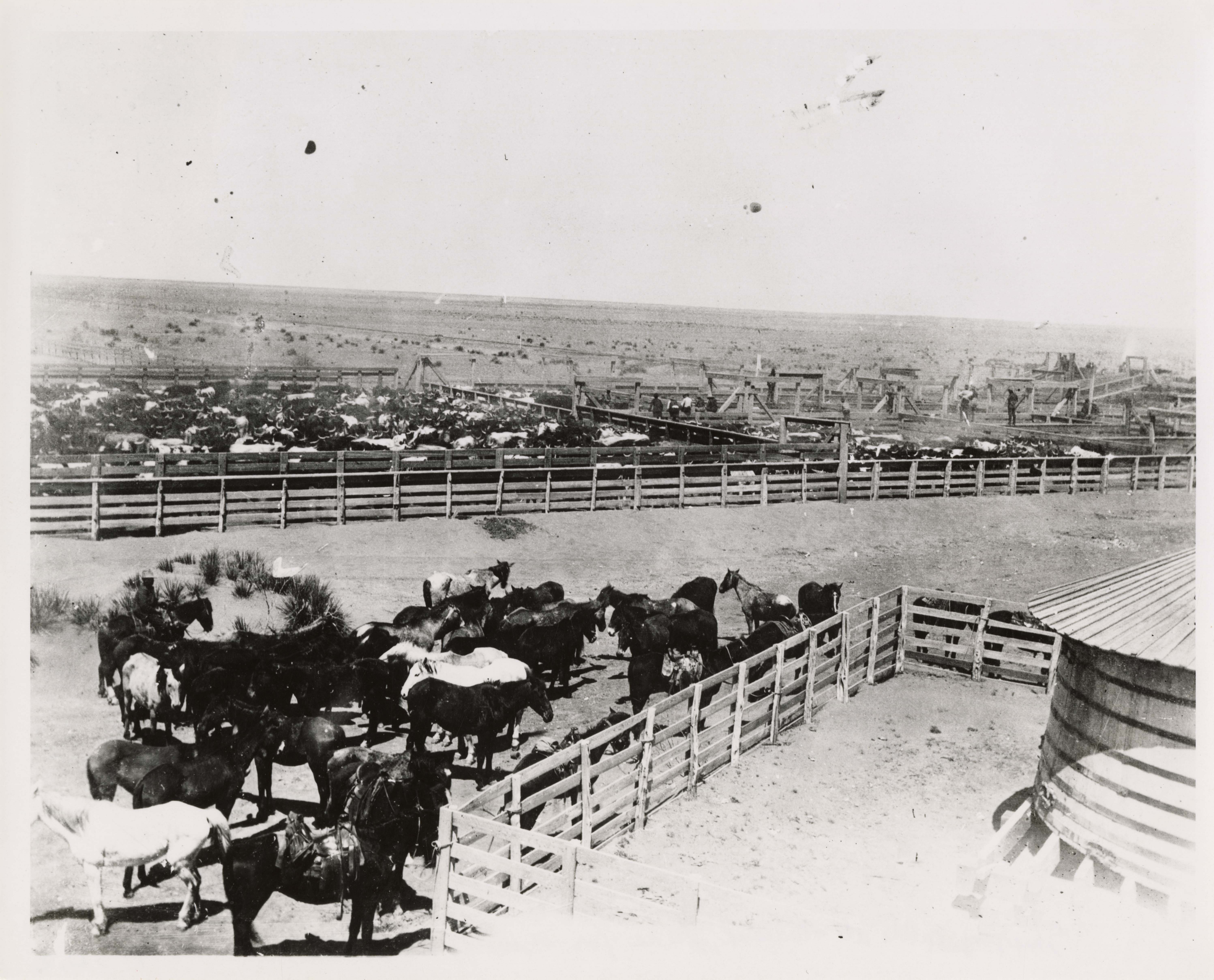 Shipping cattle at Midland, Texas for M. Wolff and brothers