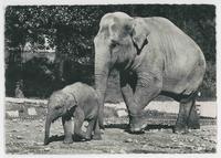 Zoologischer Garten Zurich, indische elefanten