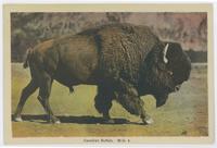 Canadian buffalo