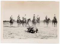 Black cowboy Bill Pickett, bulldogging in Phoenix, Ax[sic] at Eastpark Arena May, 1905