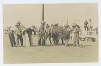 [7 cowboys possibly preparing to ride a saddled buffalo]