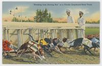 'Breaking from the starting box' at a Florida greyhound race track