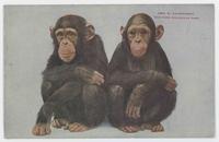 Chimpanzees, New York Zoological Park