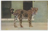 Jaguar 'Senor Lopez,' New York Zoological Park