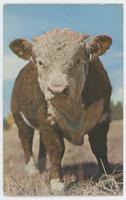 Typical Western purebred Hereford bull