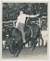 Bull No. 97 at Houston, 1949