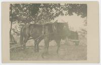 [Two horses in harness with wagon]