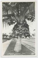 Bearing coconut tree, Palm Beach, Florida