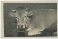 [German cow with cow bell]