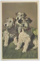 [Three Wire Fox Terriers]