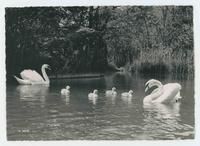 [Swans and baby swans]