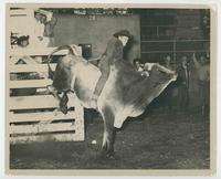 Bull No. 57 N.Y., N.Y., 1950