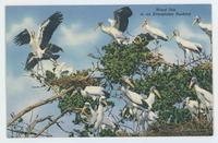 Wood ibis in an Everglades rookery