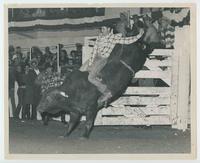 Bull #32 Ft. Worth, Tex. 1st Day Money