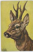[Deer with antlers]